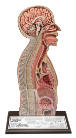 NASOGASTRIC INTUBATION TRAINING MODEL (SKU84087)