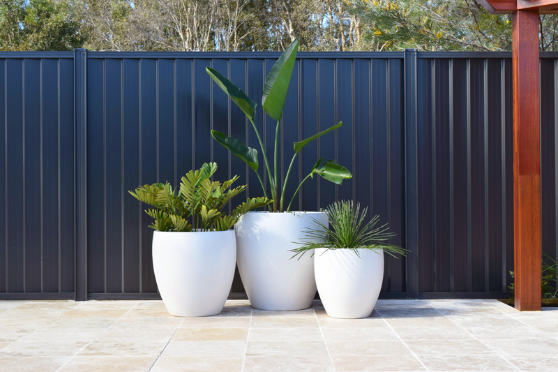 Three plants in white pots, in front of a dark coloured COLORBOND Steel Fence