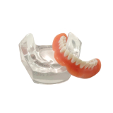 Locator Full Patient Model Kit (4 Patient Models)